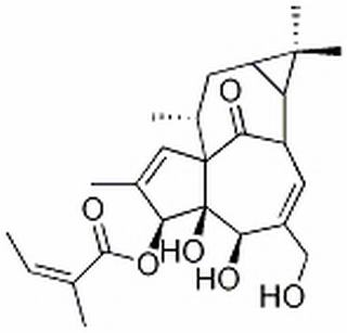 巨大戟醇-3-O-當(dāng)歸酸酯 CAS：75567-37-2 中藥對(duì)照品標(biāo)準(zhǔn)品